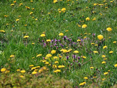 Free Images : nature, grass, field, lawn, meadow, prairie, flower ...