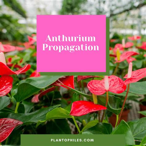 3 Best Methods For Anthurium Propagation