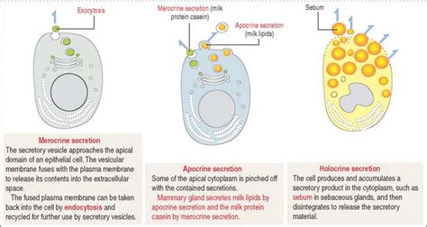 EPITHELIAL GLANDS | Basicmedical Key