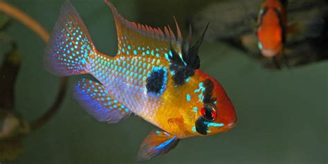 Blue Ram Cichlid: Complete Guide to Care, Breeding, Tank Size and Disease - The Aquarium Guide