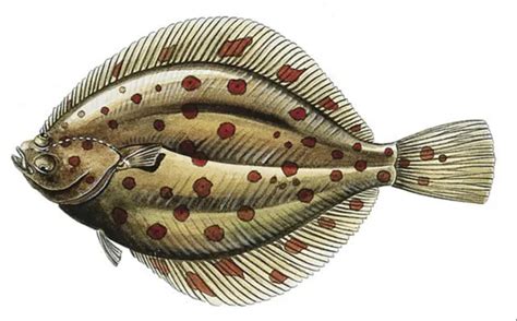 Know Your Flatfish Species With Our Identification Guide - SeaAngler