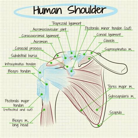 5 Tips to Get Rid of Shoulder Pain - ChiroSport Specialists of Dallas