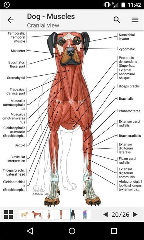 Dog Muscles | Dog anatomy, Vet medicine, Vet technician