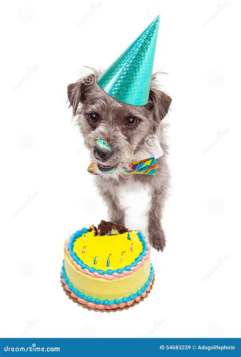 Birthday Dog Eating Cake stock image. Image of isolated - 54683239