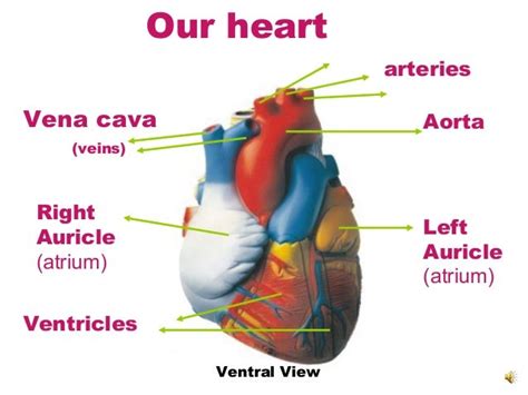 7 heart&circulation nu