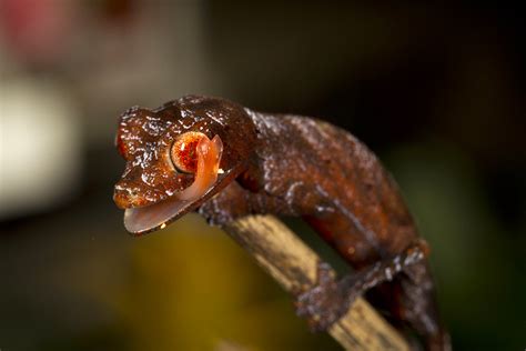 Satanic leaf-tailed gecko | Geckos use their tongue to pick … | Flickr