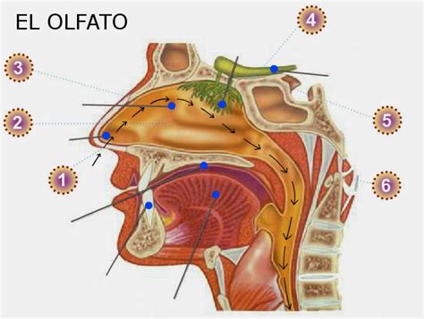 2º CICLO EN LA NAVATA: EL SENTIDO DEL OLFATO: LA NARIZ