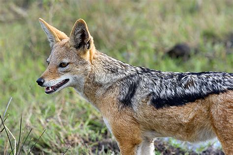 Black-backed Jackal | Animals Wiki | FANDOM powered by Wikia