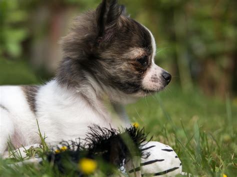 Free Images : grass, meadow, play, puppy, cute, baby, spaniel, vertebrate, chihuahua, papillon ...