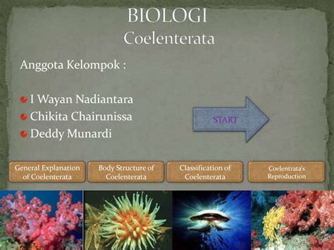 Persentasi coelenterata | PPT | Free Download