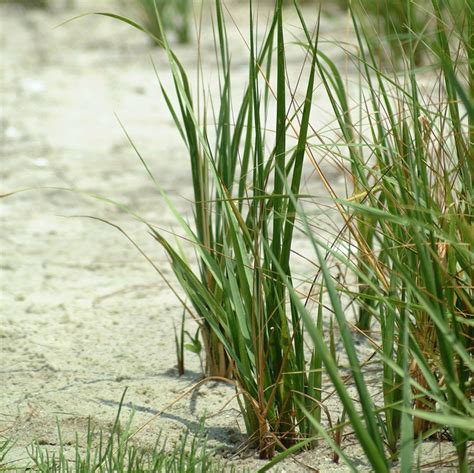 Salt & Brackish Marsh | Center for Coastal Resources Management ...