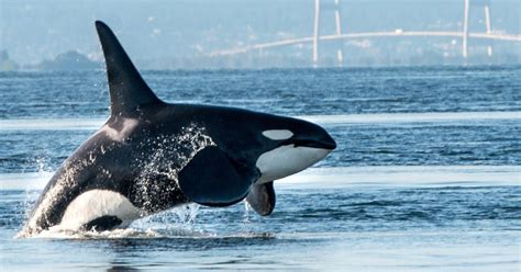 Orca Whales Are Orchestrating Attackes on Boats in Portugal and Spain