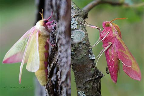 Rosy maple moth - Save Our Green