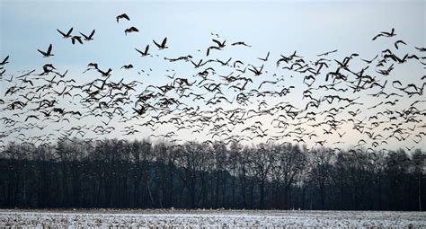 Predicting 50,000 years of bird migrations