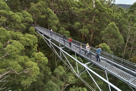 Tree Top Walk has re-opened | Explore Parks WA