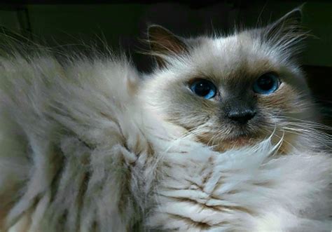 Is there a Himalayan Siamese cat, or are they two breeds?