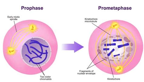 What is Mitosis? | Stages of Mitosis | Steps of Mitosis | Biology Explorer (2023)
