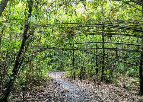 Nature Break on Bohol Island in the Philippines | Flying Fourchette