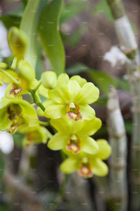 Green orchids | Nature Stock Photos ~ Creative Market