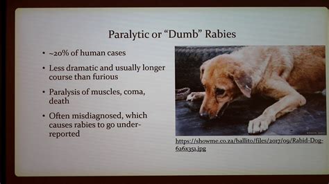 Rabies (Hydrophobia) in Dogs - YouTube