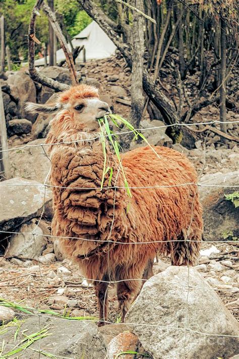 Alpaca in the north of Peru Photograph by Priscila Farias - Fine Art America