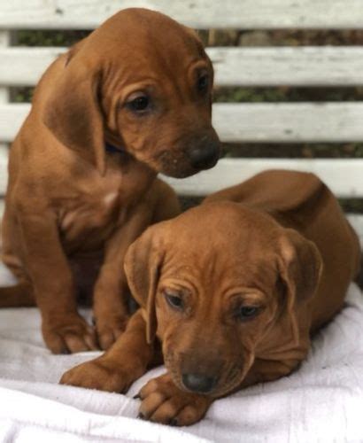 Rhodesian Ridgeback Puppies For Sale | Fort Worth, TX #283393