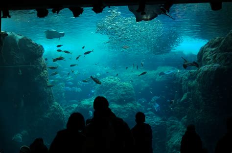 Enoshima Aquarium near Yokohama city – Yohei.Photography