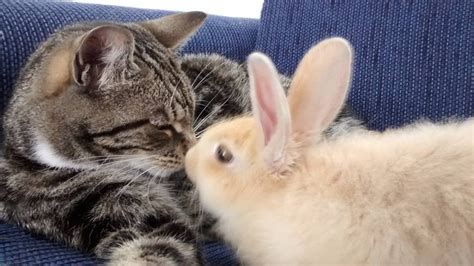 Rescue Cat Can't Stop Grooming And Cuddling Her Rabbit