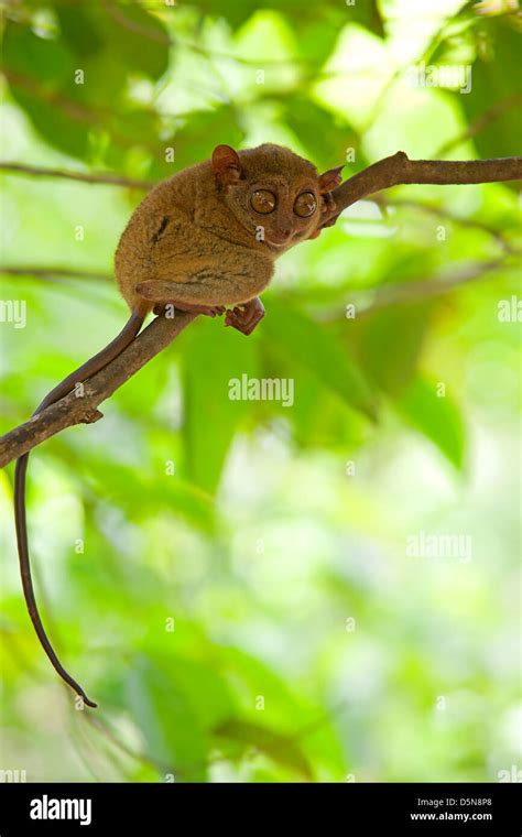 Tarsier eyes hi-res stock photography and images - Alamy