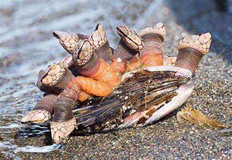 Gooseneck Barnacles: Wildlife Photographs by Rowland K Willis