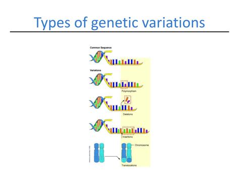 PPT - Genetic Variation PowerPoint Presentation, free download - ID:1108345