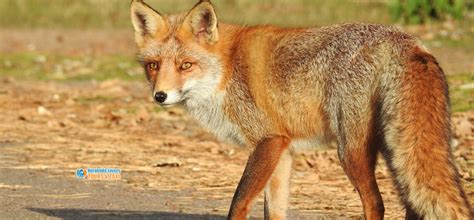 Desert Fox in Egypt | Fennec fox Facts, Habitat and biological