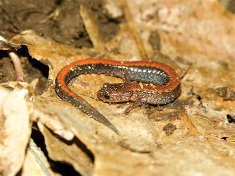 Salamander | Species, Life Cycle, & Facts | Britannica