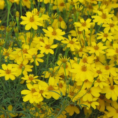 Zagreb Coreopsis | Platt Hill Nursery