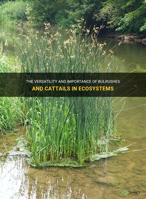 The Versatility And Importance Of Bulrushes And Cattails In Ecosystems | ShunCy