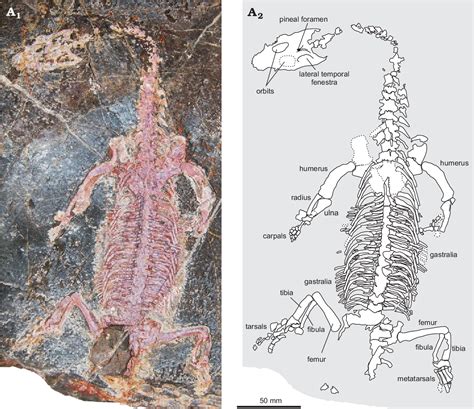 [PDF] Edinburgh Explorer The first Triassic vertebrate fossils from Myanmar: pachypleurosaurs ...