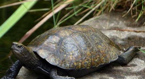 Japanese Pond Turtle Care: The Sure Guide