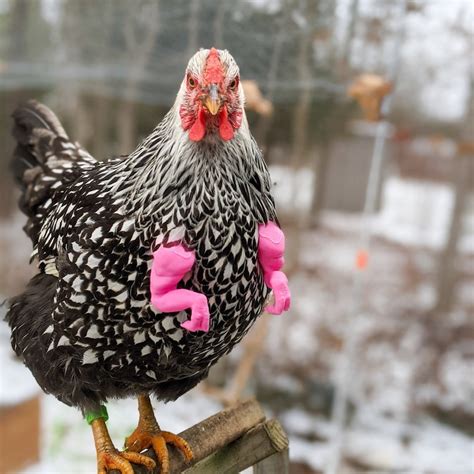 The Best Chicken Toys for a Happy, Healthy Flock - Together Time Family