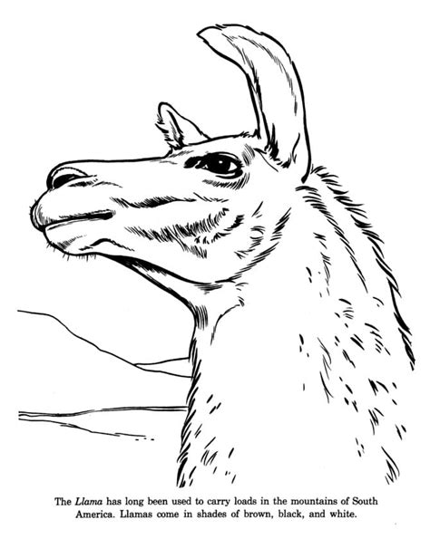 The Llama coloring page - Download, Print or Color Online for Free