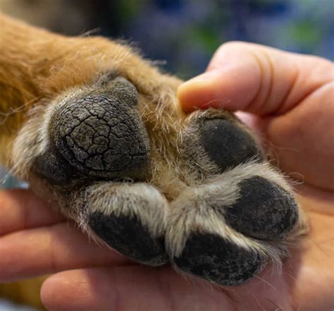 Dog with Cracked Paws? Our Veterinarian Explains What to Do