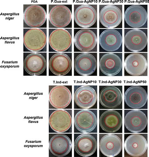 The mycelium growth (dashed line circle) after 72 h-incubation of ...