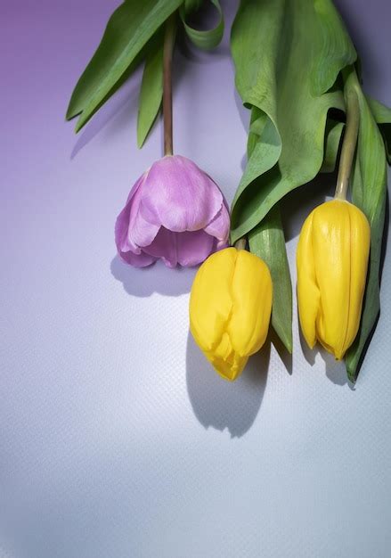 Premium Photo | Colorful yellow and purple tulips