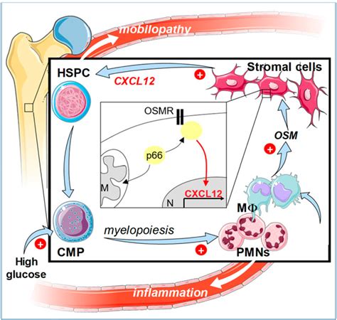 Figure 7 from Diabetes-Associated Myelopoiesis Drives Stem Cell ...