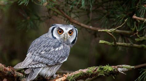 nature, Animals, Owl, Yellow Eyes, Trees, Branch, Birds, Depth Of Field ...