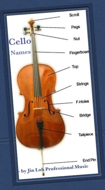 How to Choose A Cello Size?