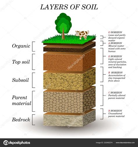 Layers Of Soil Worksheet – Englishworksheet.my.id