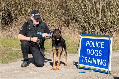 10 Popular Dog Breeds Used In Police K9 Work Tactical Police K9 Training | lupon.gov.ph