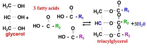 State the components of a triglyceride