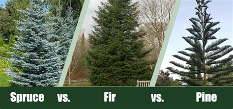 Spruce vs. Fir vs. Pine Trees – What’s the Difference? | House Grail