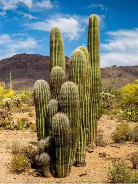 50 Fascinating Desert Plants with Stunning Images and Fun Facts - Planet Natural